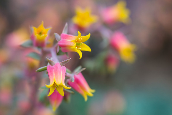 Flowering Echeveria