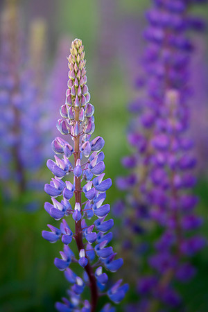 Lupines of Madeline Island
