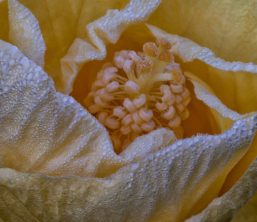 Dew Drops on Hibiscus