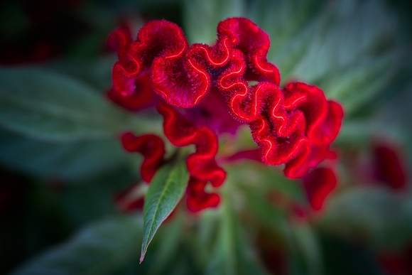Twisted Red Currant Cockscomb