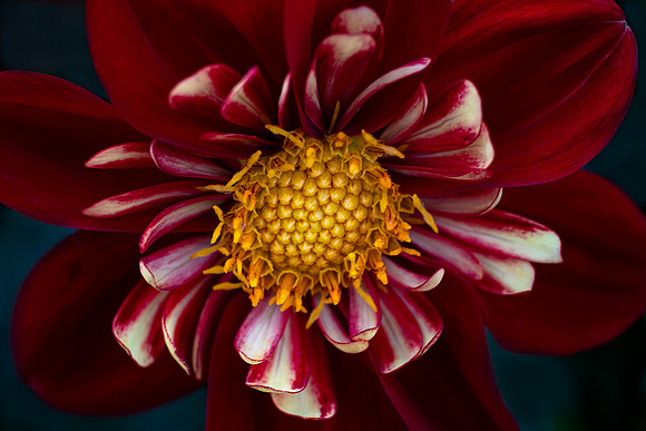Dahlia 'Heartthrob'