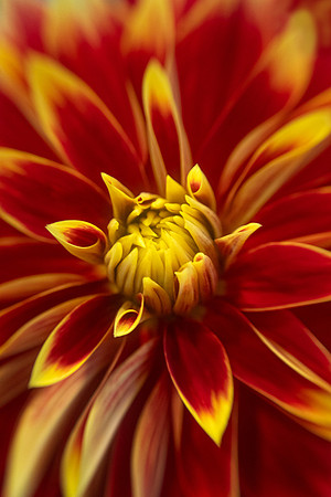 Dahlia 'Ketchup and Mustard'