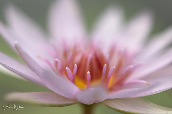 Nymphaea 'Garfield Park'