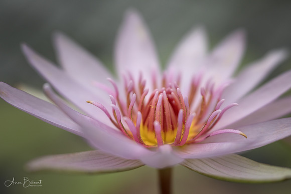 Nymphaea 'Garfield Park'