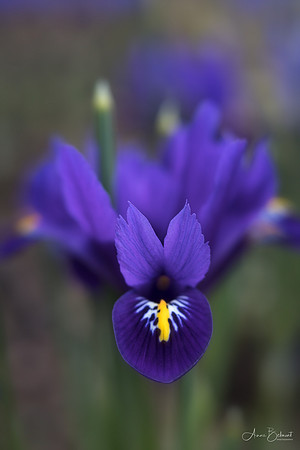 'Harmony' Iris in the Woods