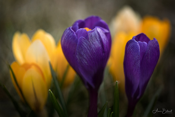 Crocuses on Evening Island