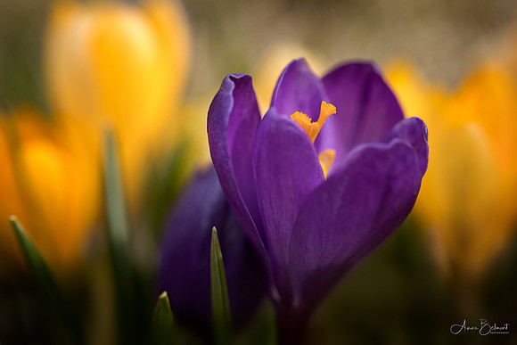 Crocus Beauty