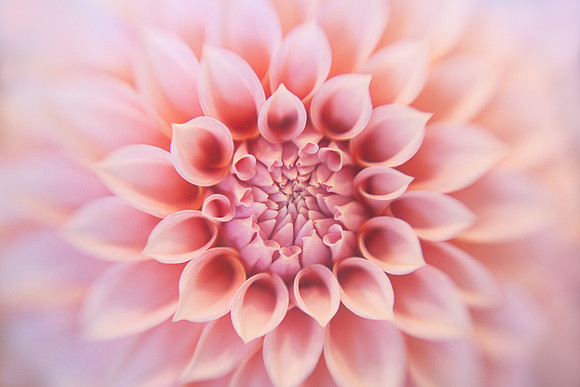 Dahlia 'Peaches 'N Cream'