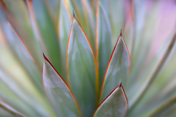 'Blue Glow' Agave
