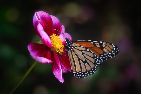 Monarch on Dahlia 'Bashful'