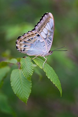 Blue Clipper