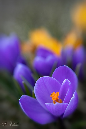 Crocuses on Evening Island