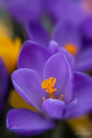 Crocus