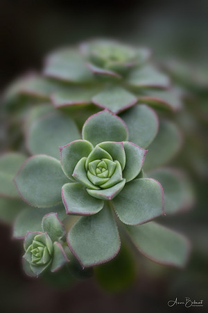 Tree Houseleek