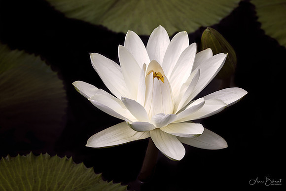 Waterlily - Longwood Gardens