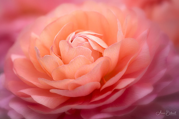 Persian Buttercup in Spring