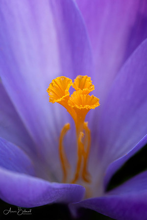 Crocus