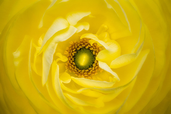 Yellow Buttercup