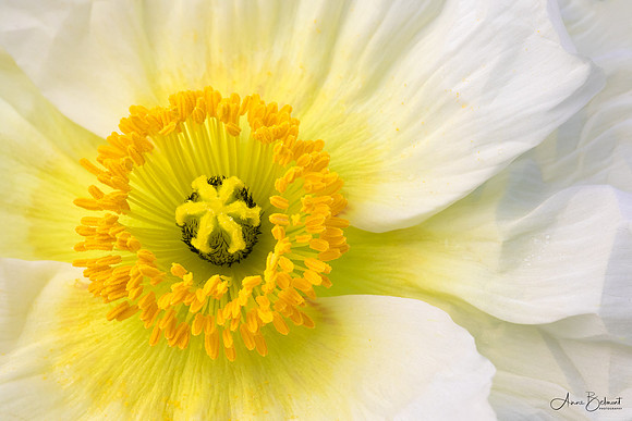 Spring Poppy