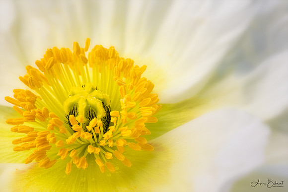 Icelandic Poppy
