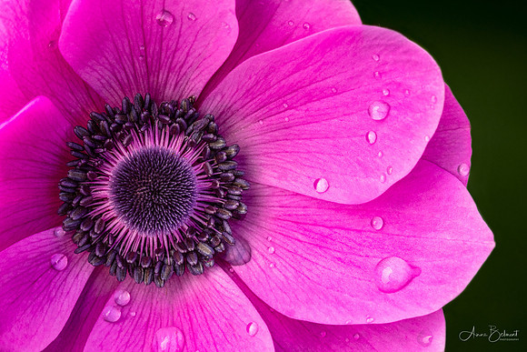 Spring Anemone
