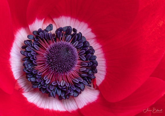 Red Anemone