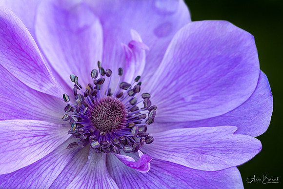 'Harmony Blue' Poppy Anemone