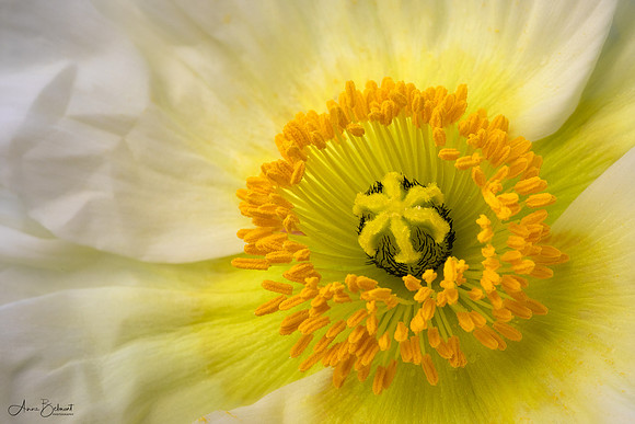 Icelandic Poppy