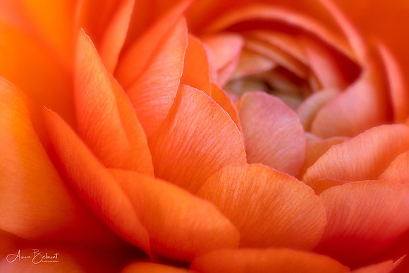 Persian Buttercup