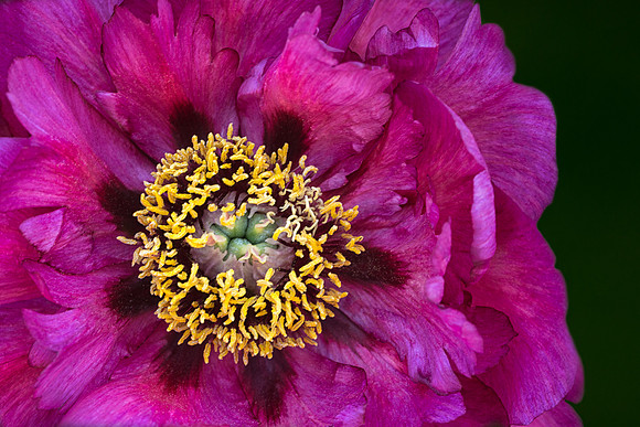 Peony