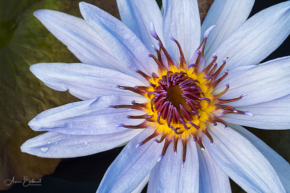 Up Close with the Waterlilies