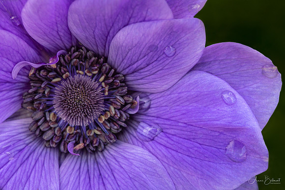 'Harmony Blue' Poppy Anemone
