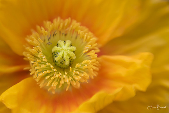 Icelandic Poppy