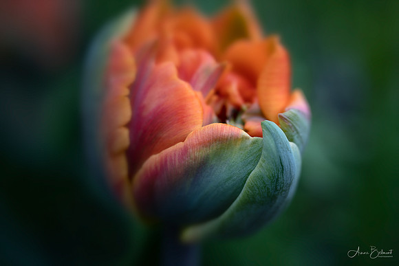 Tulipa 'Orange Princess'