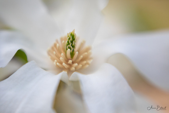 Star Magnolia