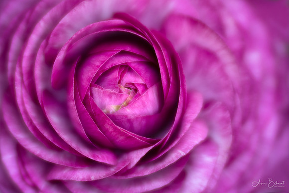 Persian Buttercup