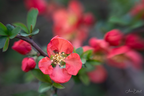 Spring Blossom