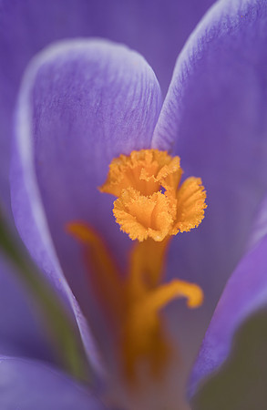Petal Dancer