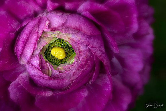 Persian Buttercup