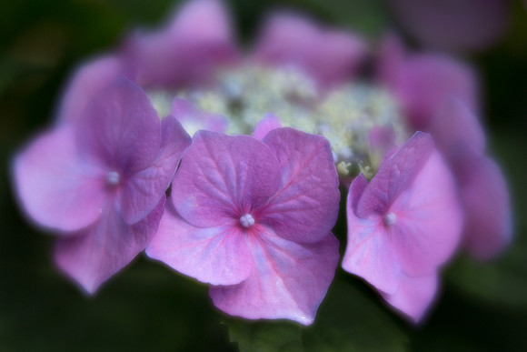 Hydrangea