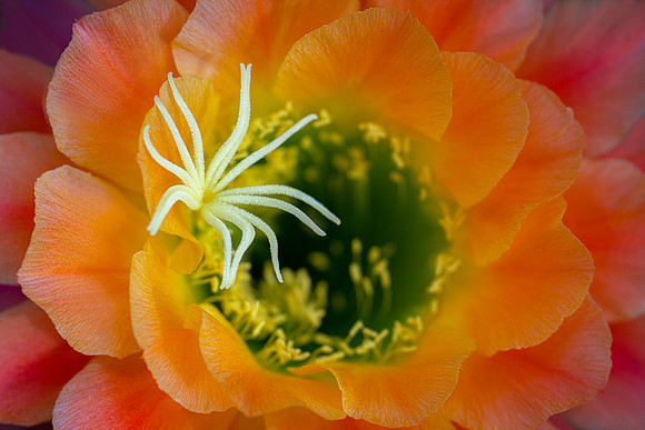 Echinopsis 'Apricot Glow'