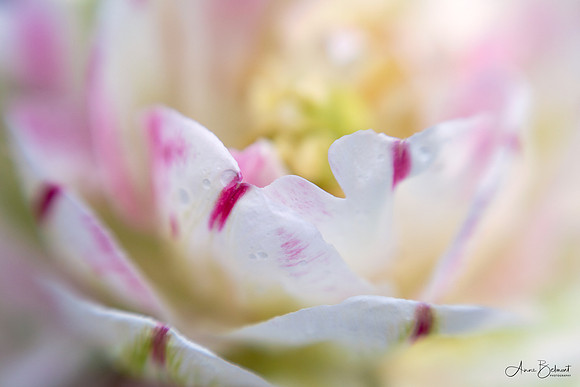 Tulipa 'Danceline' Dancing in the Rain