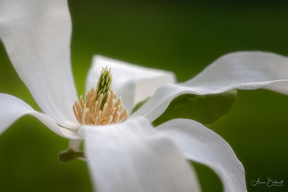 Star Magnolia