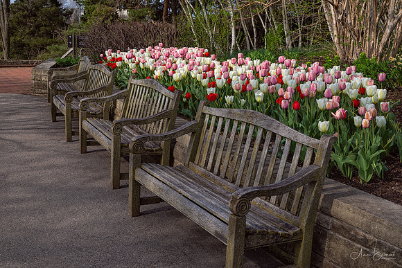 Sensory Garden in Spring