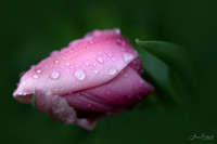 Tulipa 'Big Love'