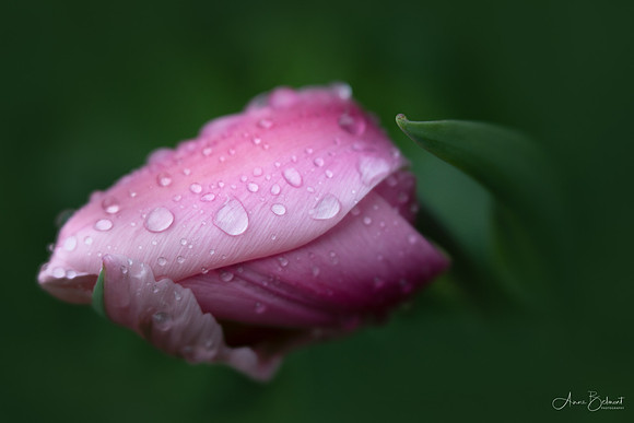 Tulipa 'Big Love'