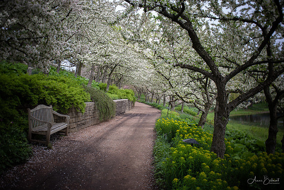 Crabapples in Bloom