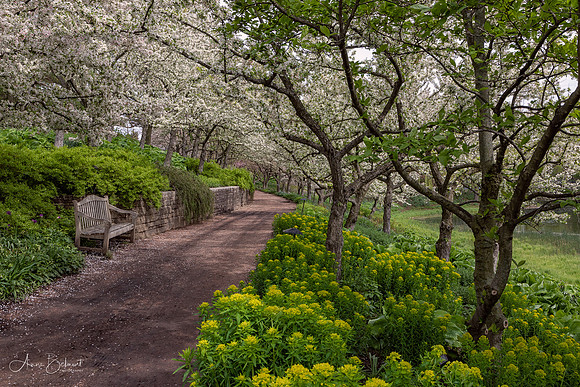 Crabapples in Bloom in Spring