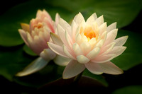 Waterlilies in Late Afternoon Light