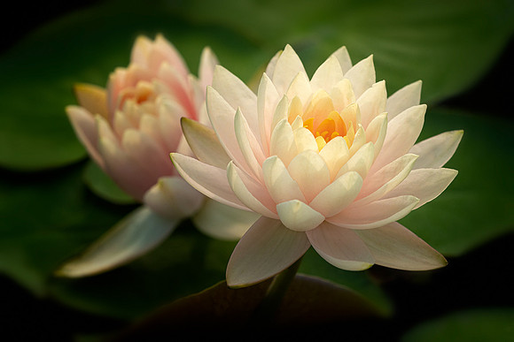 Waterlilies in Late Afternoon Light